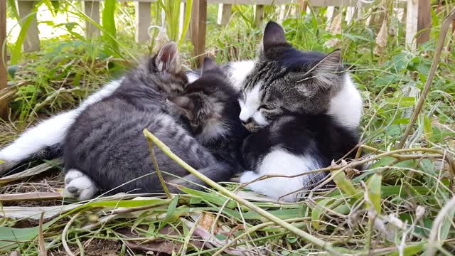 kitten with his mother