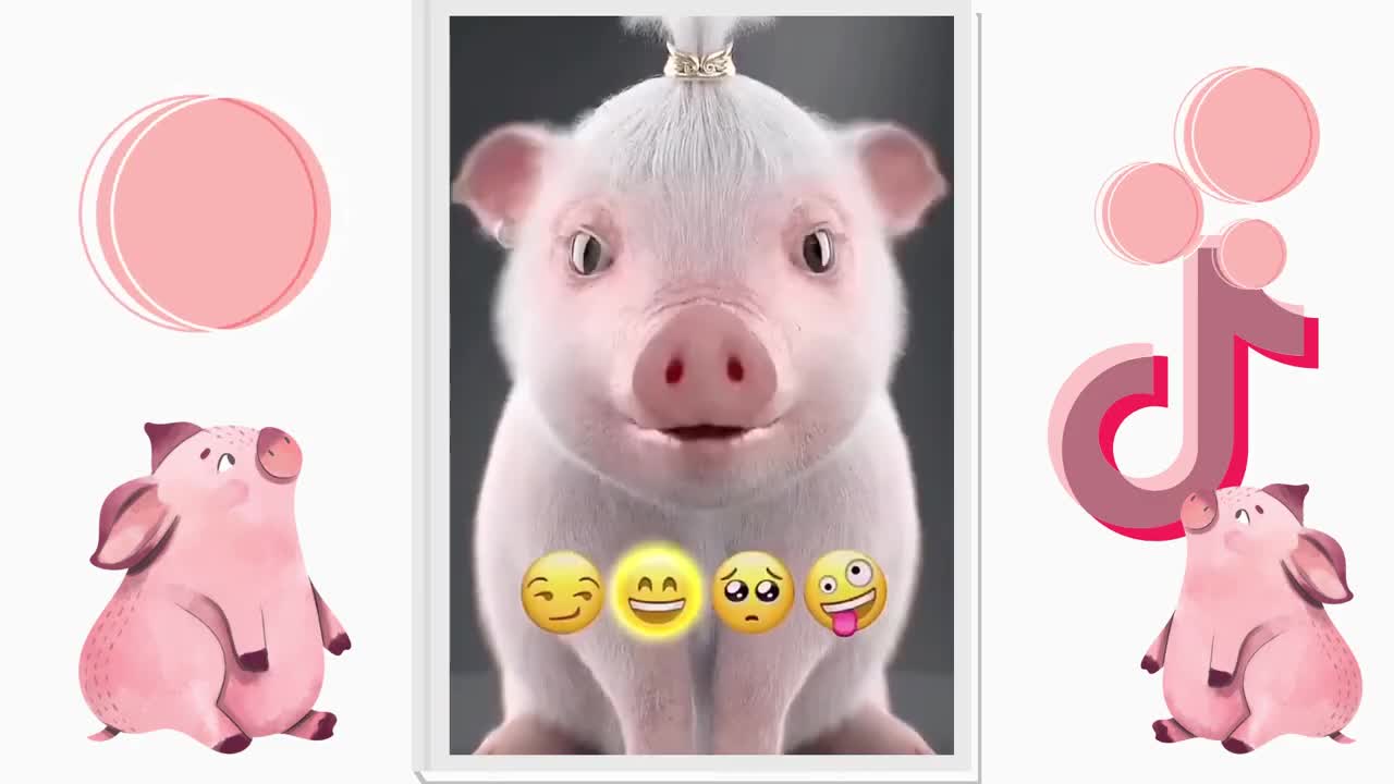 Dancinha pig