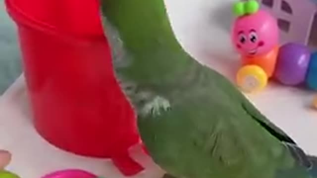 This parrot