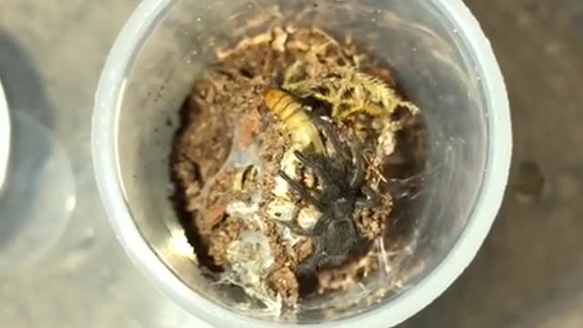 Watch this amazing battle for survival, predator vs prey, it truly is a big eat bug world out there