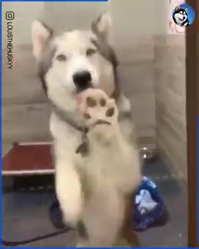 Husky Reunited With Owner After A Week In Doggy Daycare
