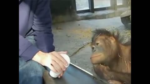 Orangutan watches magic trick