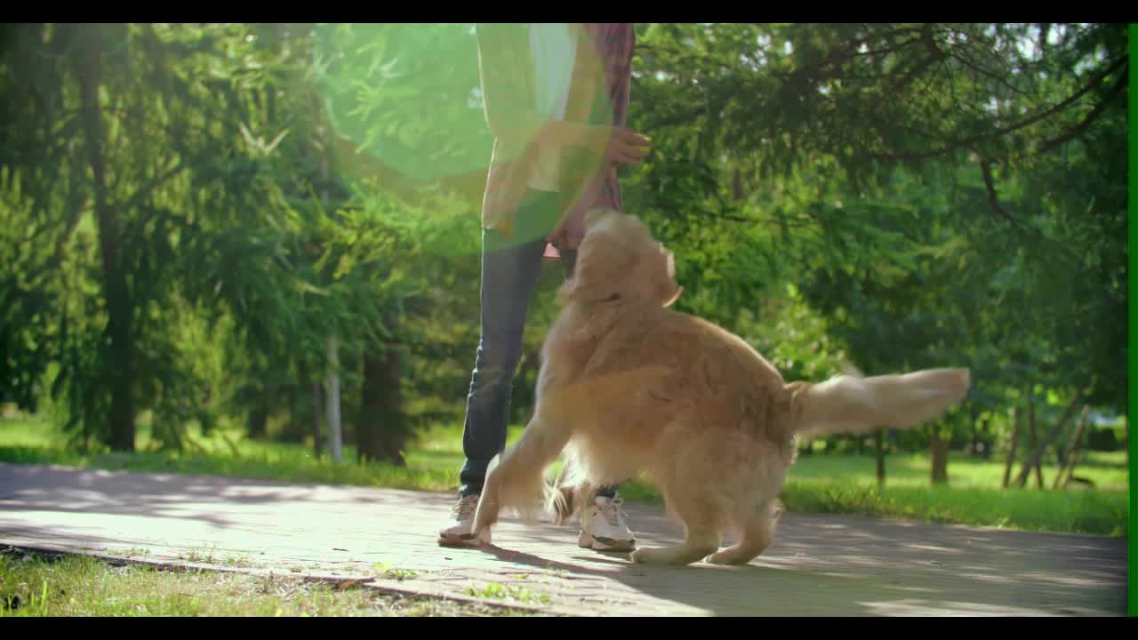 Boy Playing With His Dog