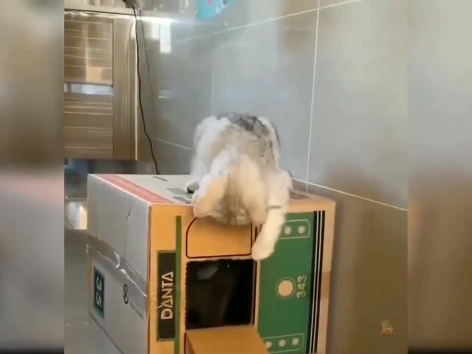 Baby Cats🥰😘😱 So cute Cats video.
