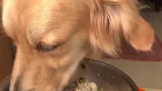 Learn This secret to using your dog 's intelligence to Stop bad behaviour...