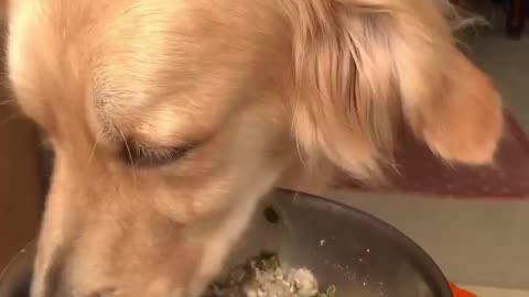 Learn This secret to using your dog 's intelligence to Stop bad behaviour...
