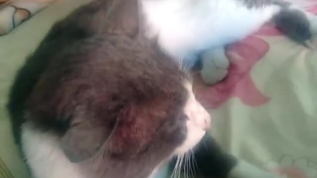 a very smart cat; unfortunately it died