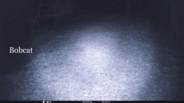 Bobcat & Fox on Trail Cam