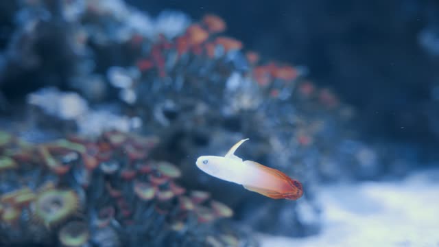 Marine fish soothing moves in underwater.