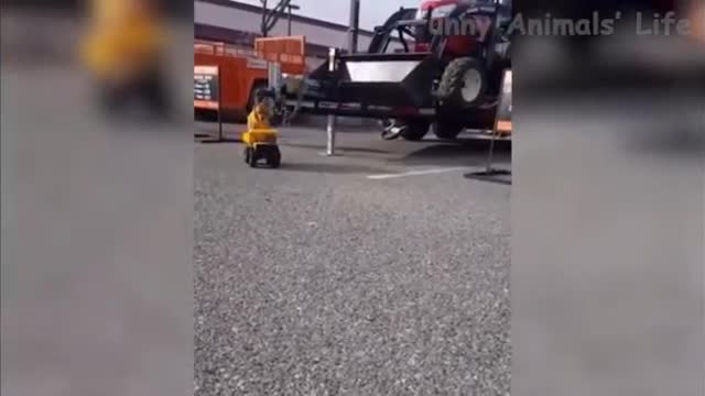 Super Funny Animal Fails, Must See Incredible #56