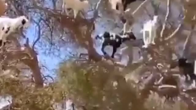 Goats on top of tree