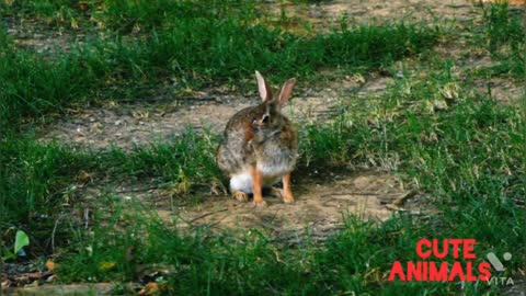 Rabbit so cute baby and best beautiful video