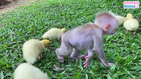 Baby ducks are taken care by baby monkey