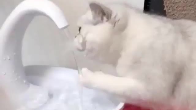 Funny Cat playing with water-try not to laugh