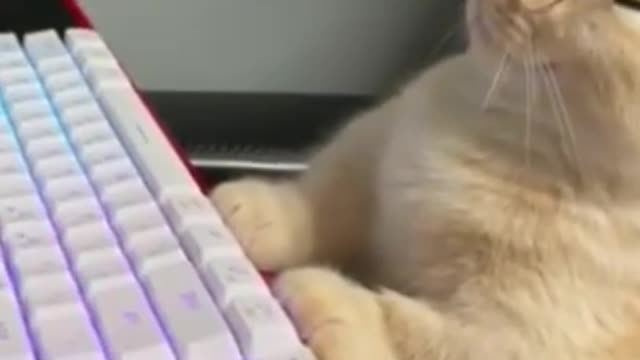 A Cat That Plays DOTA Lmao!!!