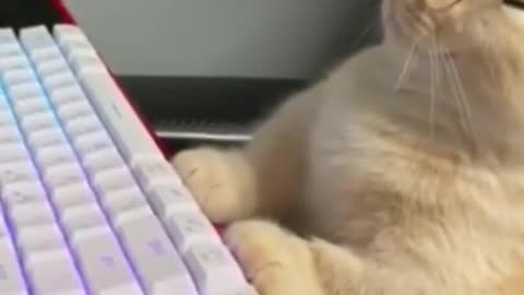 A Cat That Plays DOTA Lmao!!!