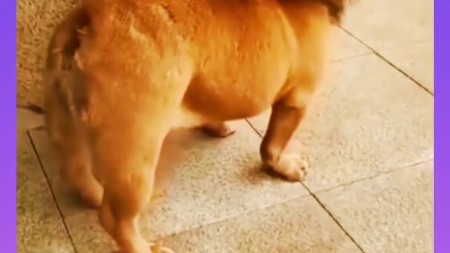 Dog in a Lion get up