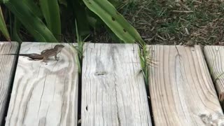 Lizard standoff