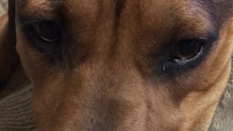 Pup Begs Mom For Coffee