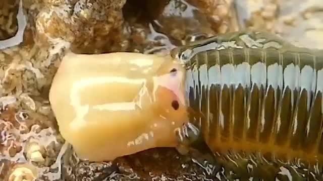 Polychaete Worm. | Interesting Facts #Shorts #interestingfacts