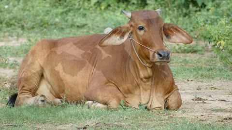 Cows Video Compilation