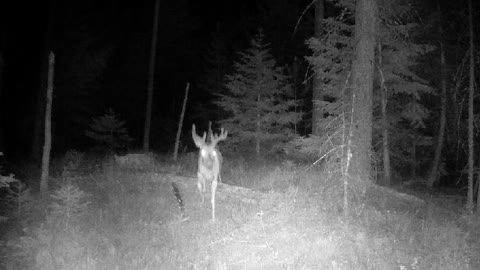 Trail Cam Footage, Bucks on the move!