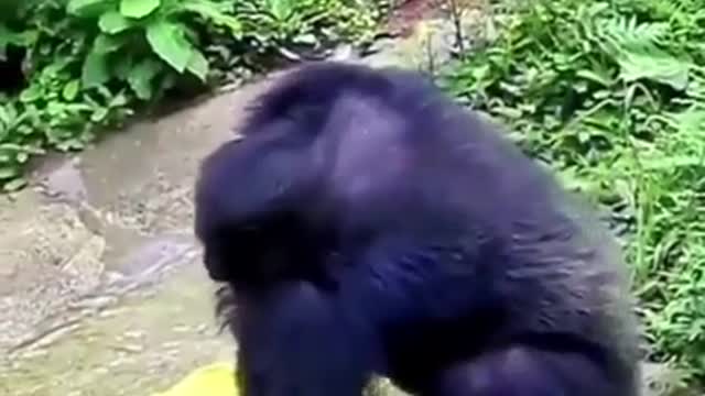 This will blow your mind clever chimpanzee washes cloth like a Human