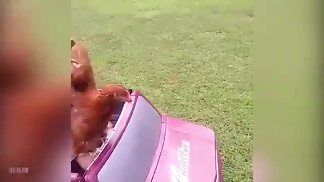 hen riding in toy car with child