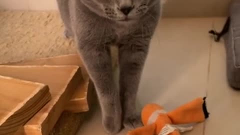 😂funny cat videos short😂