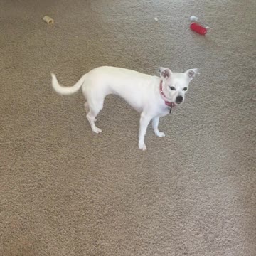 Dog running around after getting back from walk