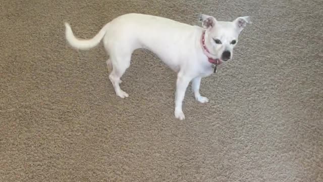 Dog running around after getting back from walk