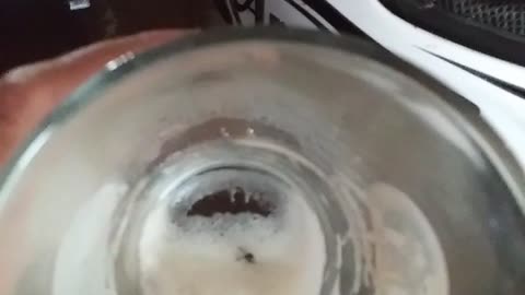 mosquito drinking my beer