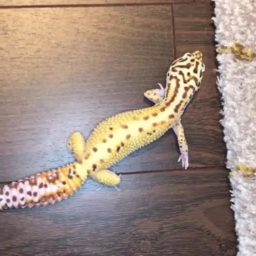 Yellow desert lizard in my house