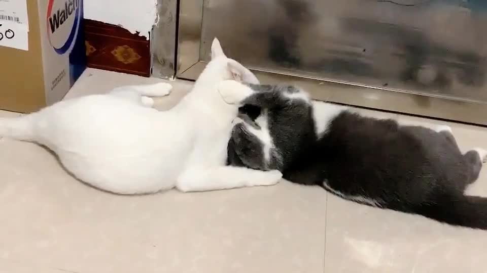 couple cat