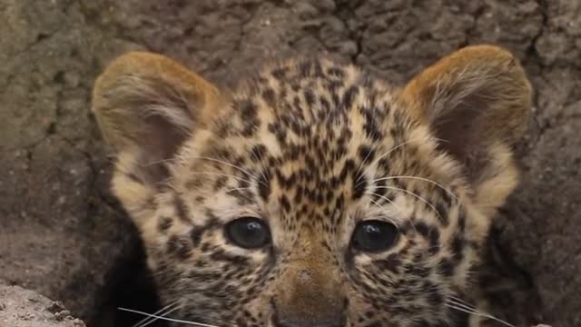 Cute animal