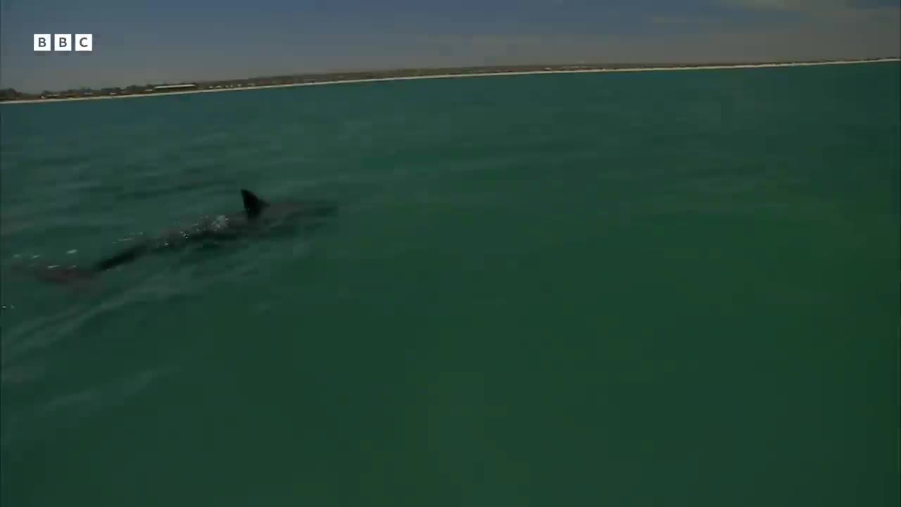 Samu the Baby Dolphin | Dolphins of Shark Bay | BBC Earth