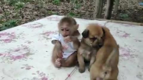 Two Puppies And A Baby Monkey