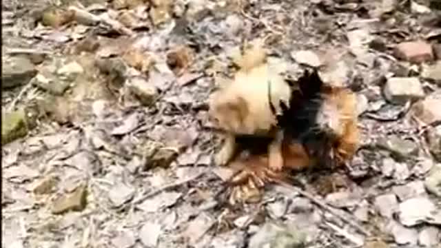 Chicken VS Dog Fight - Funniest Dog Fight Videos