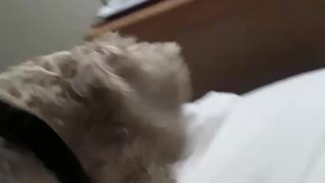 Elliott searching