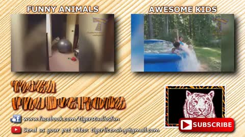 Try to stop laughing on this