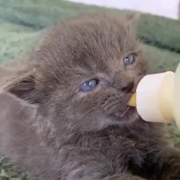 eat milk look at the beautiful eyes