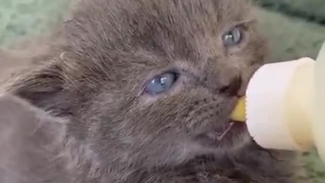 eat milk look at the beautiful eyes