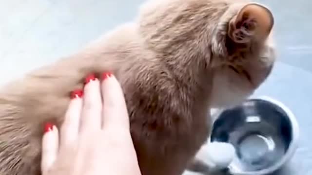 This cat is playing with an empty bowl on its own, ignoring people