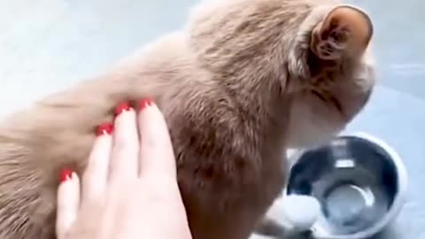 This cat is playing with an empty bowl on its own, ignoring people