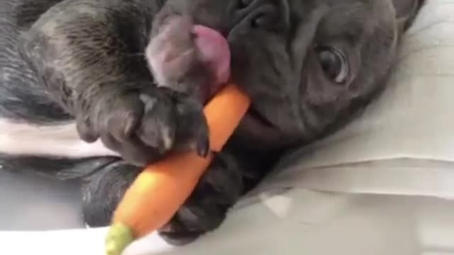 Do puppies really like to eat carrots?