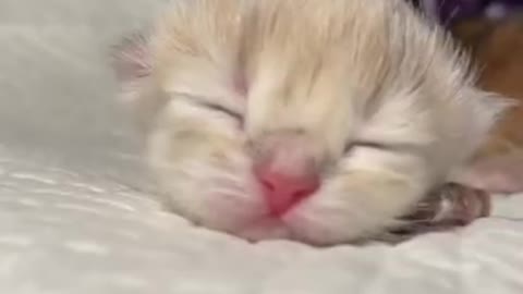 #cate cat#shorts