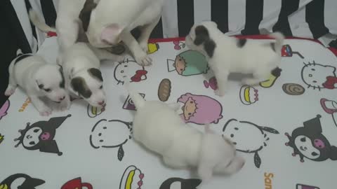 Cute dog baby
