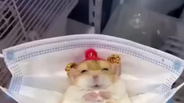 cute animals