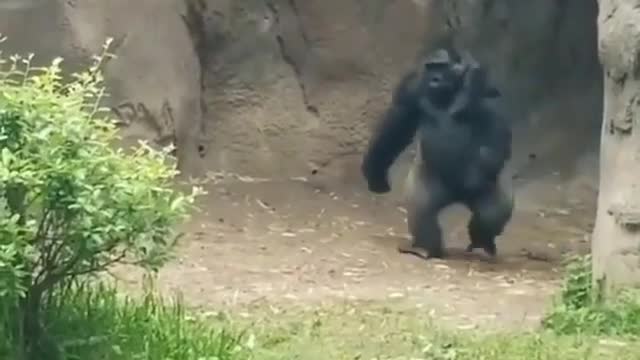 Funny gorilla walk🤣🤣🤣