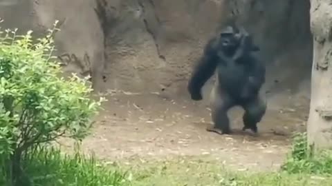 Funny gorilla walk🤣🤣🤣